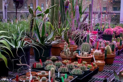 A secret garden: The beauty you're not seeing at Brooklyn Botanic