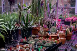 A secret garden: The beauty you're not seeing at Brooklyn Botanic